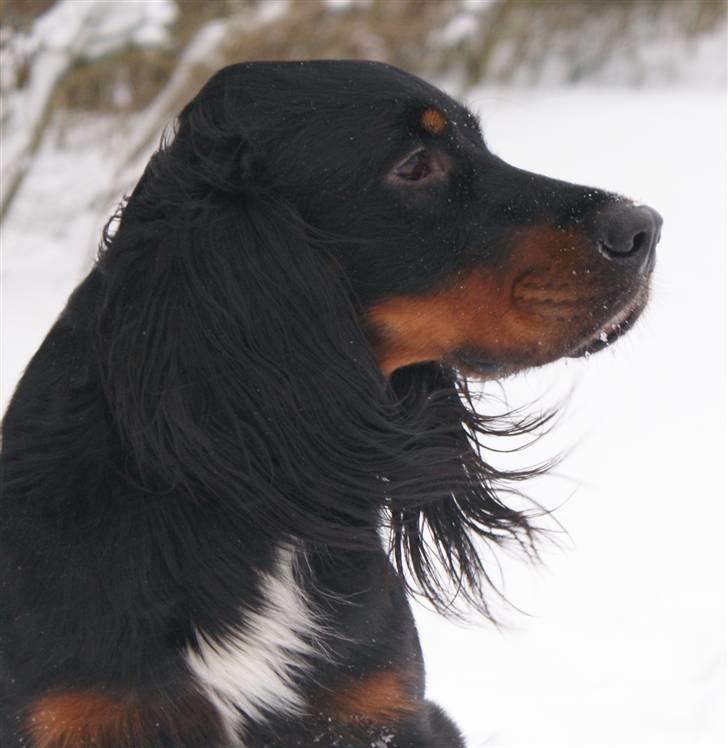 Gordon setter Gozo - Fra julen 2009 (: Han elsker sneen! billede 14
