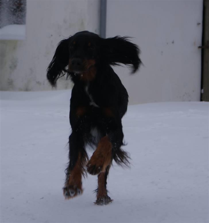 Gordon setter Gozo - En lalleglad Goz (: billede 15