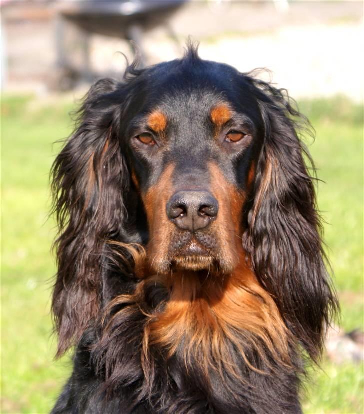 Gordon setter Felix - Velkommen til Felix´ profil (: Elsker dette billede af ham! billede 1