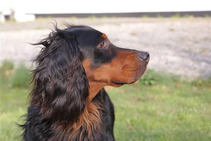 Gordon setter Felix - Syntes han er smuk (: billede 2