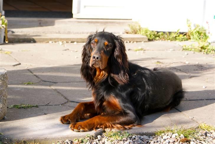 Gordon setter Felix - Dejlige hund (: billede 3