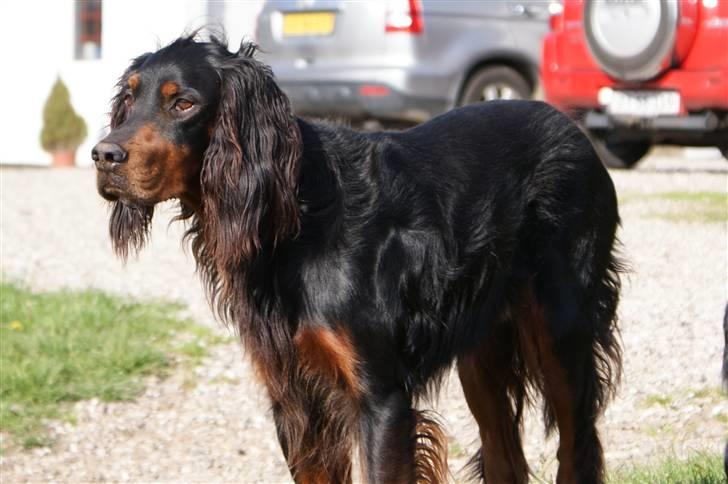 Gordon setter Felix - Meget fokuseret. Sikkert på en fugl billede 4