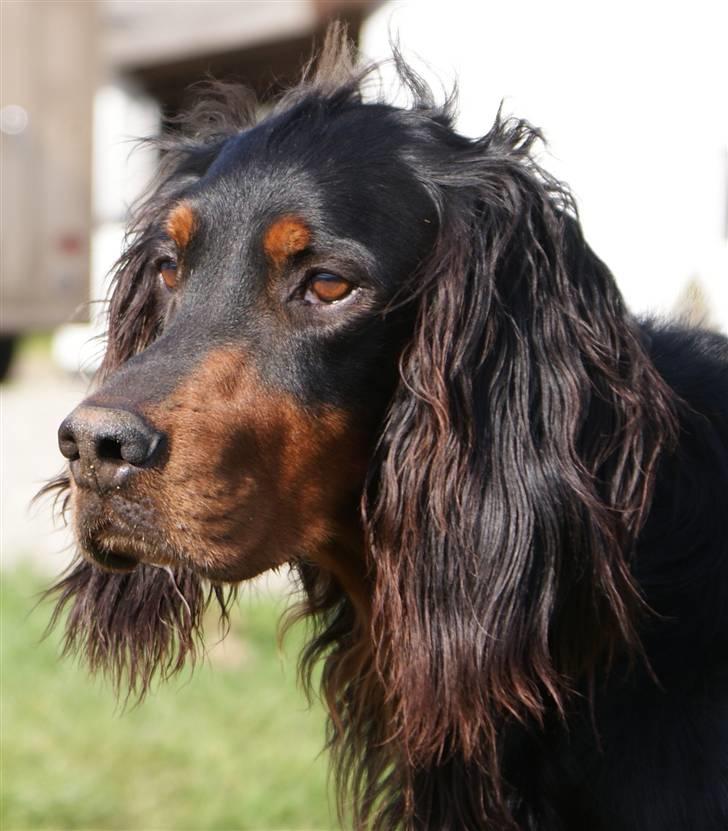 Gordon setter Felix billede 6