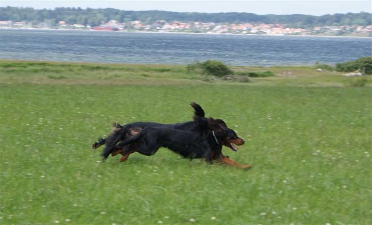 Gordon setter Felix - Felix og Gozo, når de syntes det er bedst (: Fuld fart på! billede 7
