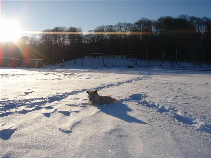 Cairn terrier Max - Ude og gå tur i den dejlige sne billede 18