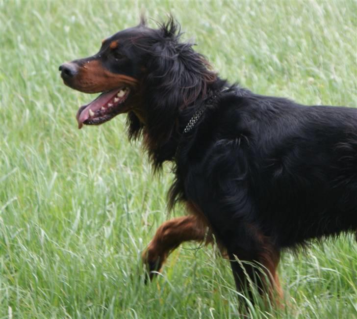 Gordon setter Felix - Ude på Kegnæs (: billede 8