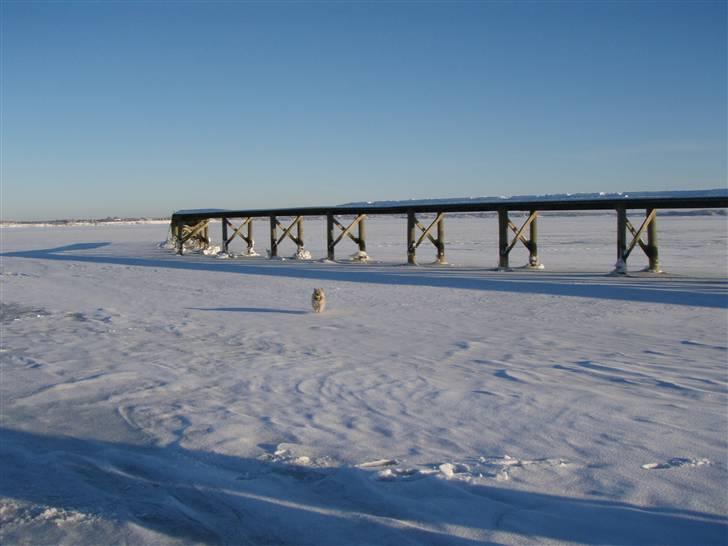 Cairn terrier Max - Isen på fjorden var så tyk at man kunne gå på det og lege med sin bold billede 19