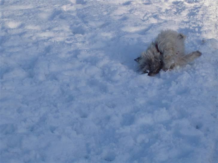 Cairn terrier Max - Sneen er bare så dejlig at man skal rulle sig i den =) billede 20