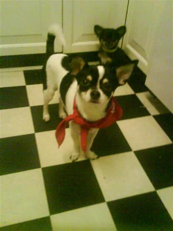 Chihuahua Balou - Balou i sit tidligere hjem :)  billede 1