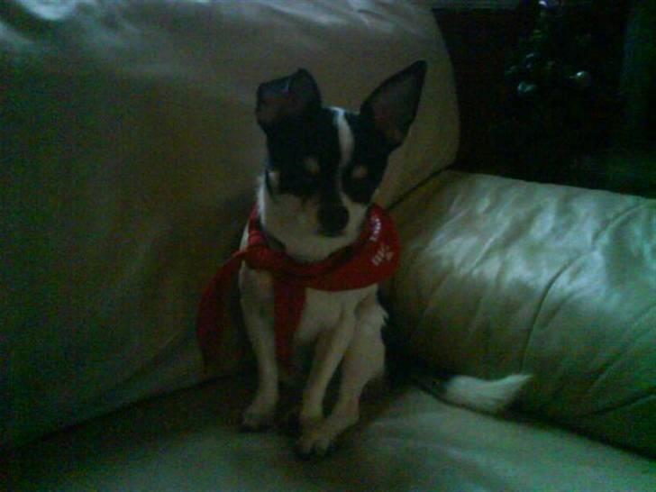 Chihuahua Balou - <3 billede 2