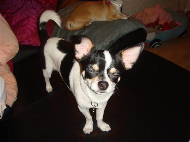 Chihuahua Balou billede 3