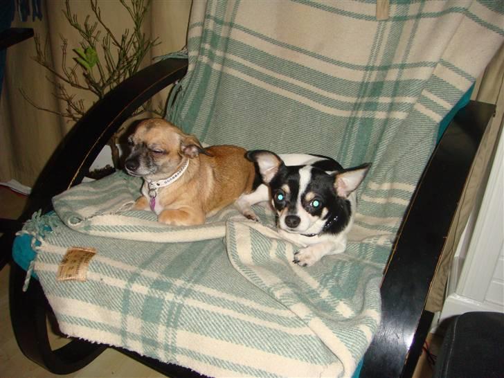 Chihuahua Balou billede 4