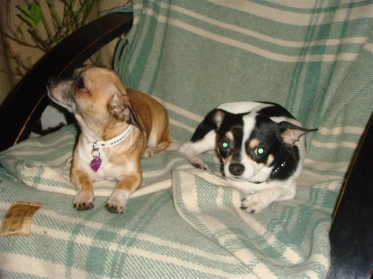 Chihuahua Balou billede 5