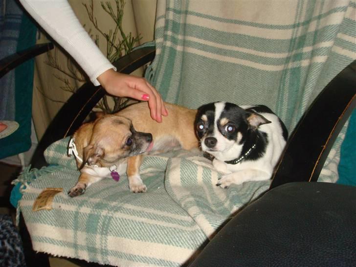 Chihuahua Balou billede 6