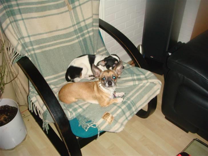 Chihuahua Balou billede 7