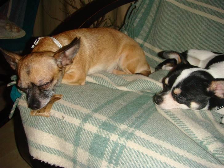 Chihuahua Balou billede 8