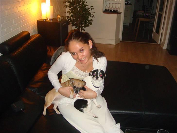 Chihuahua Balou billede 9