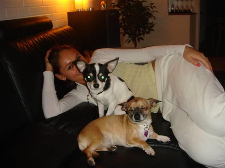 Chihuahua Balou billede 10