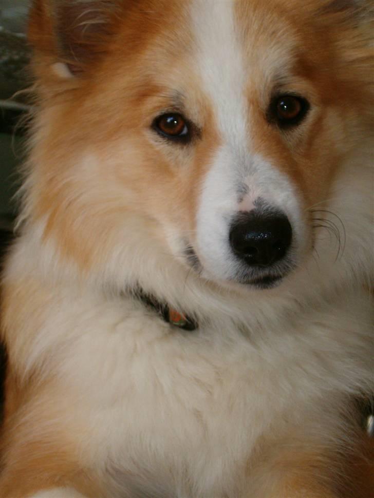 Islandsk fårehund Loka billede 19