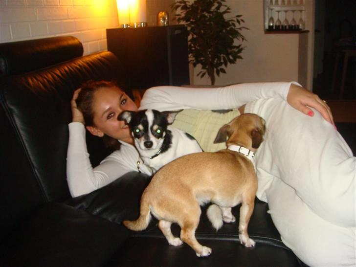 Chihuahua Balou billede 11