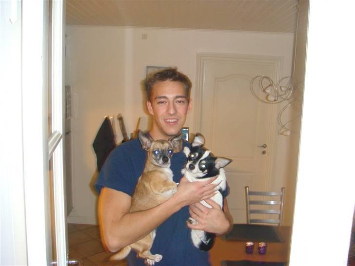 Chihuahua Balou billede 12