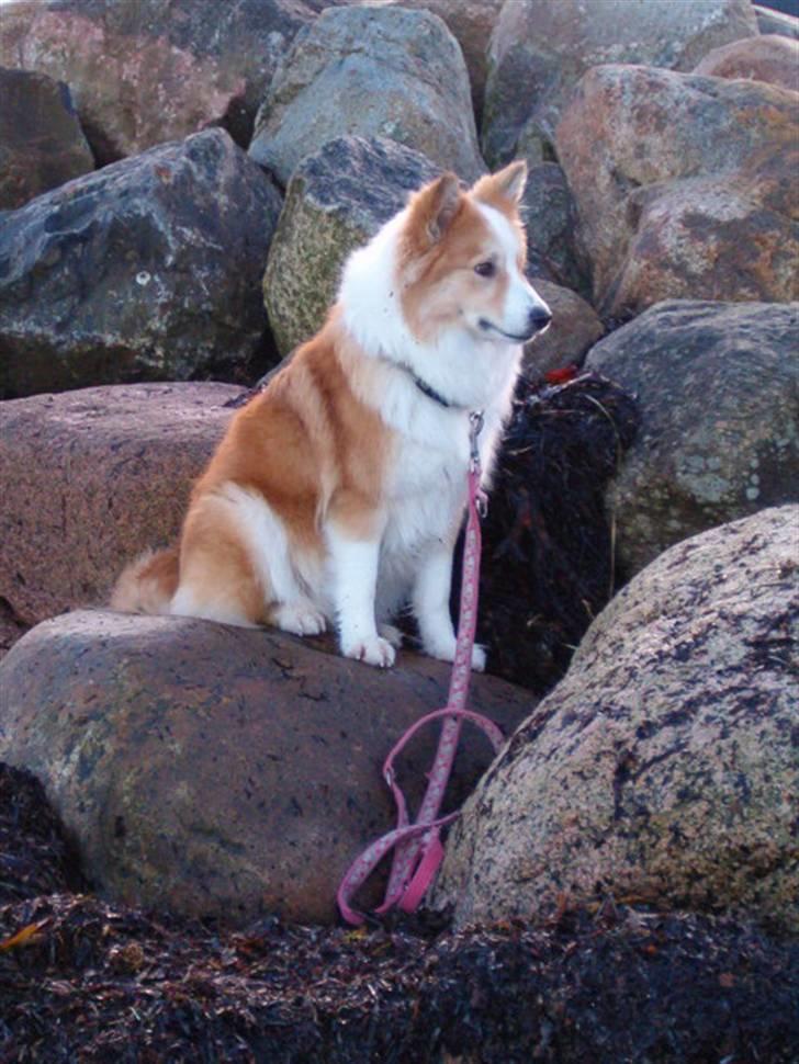 Islandsk fårehund Loka billede 20