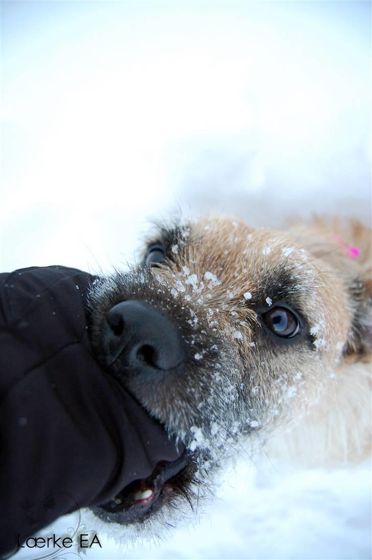 Blanding af racer Bella *FranskbullTerrier* - Jeg eeelsker sneen! billede 20