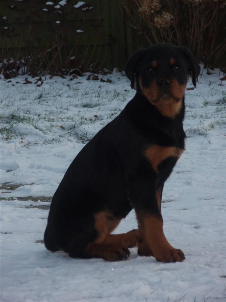 Rottweiler Zakoda Dina (Karla) - Karla 13 uger billede 4
