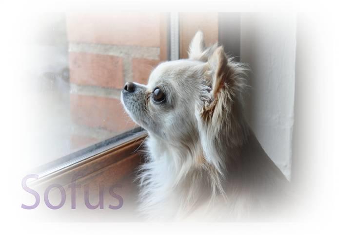 Chihuahua Sofus  - min dejlige dreng <3 billede 1