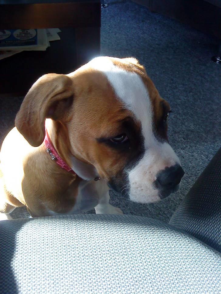 Amerikansk bulldog Bella - 13 uger billede 1