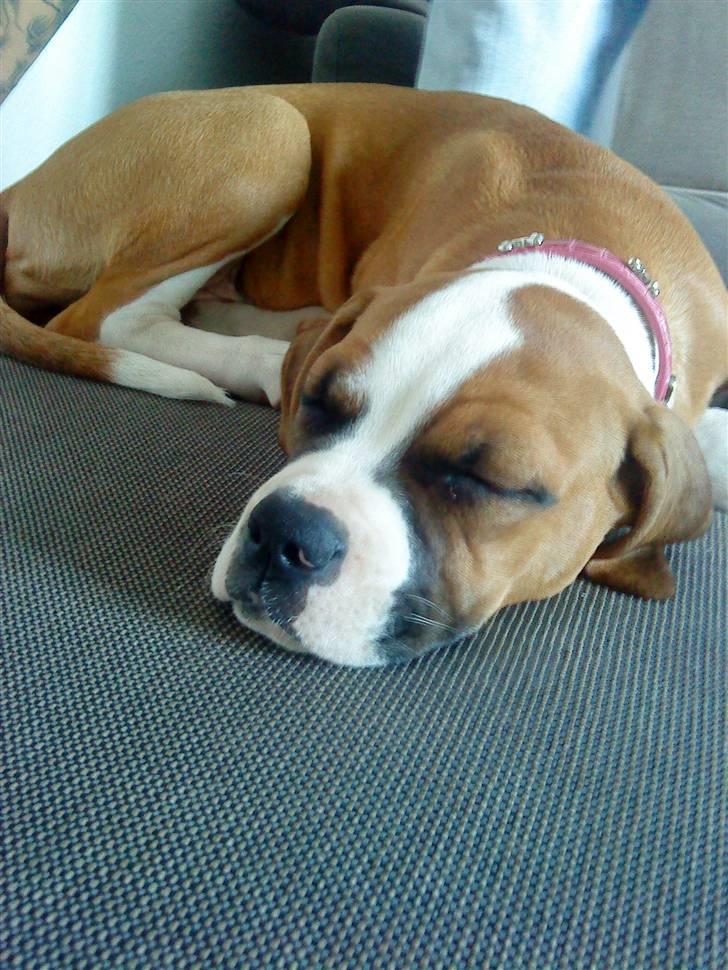 Amerikansk bulldog Bella - 13 uger billede 2