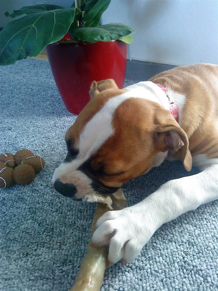 Amerikansk bulldog Bella - 13 uger billede 3