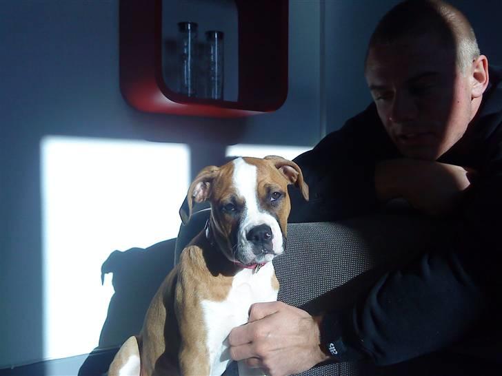 Amerikansk bulldog Bella - 13 uger billede 4