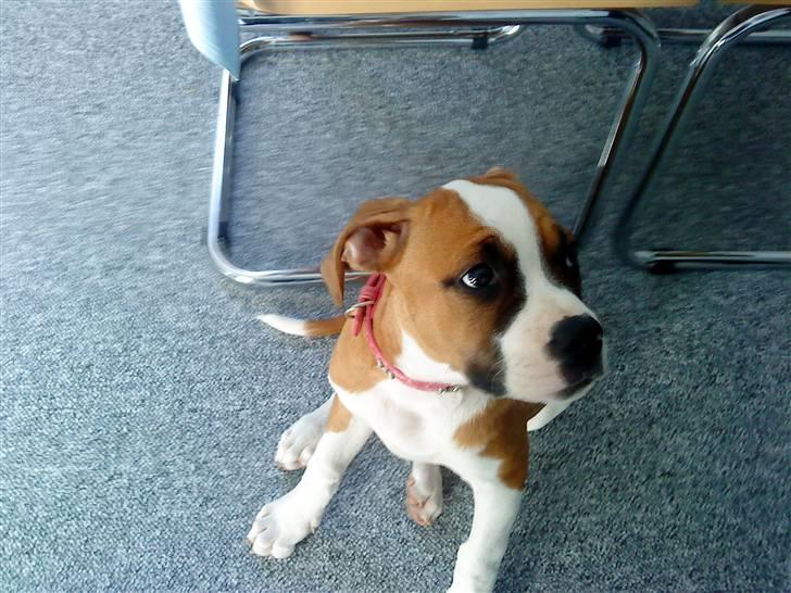 Amerikansk bulldog Bella - 13 uger billede 5