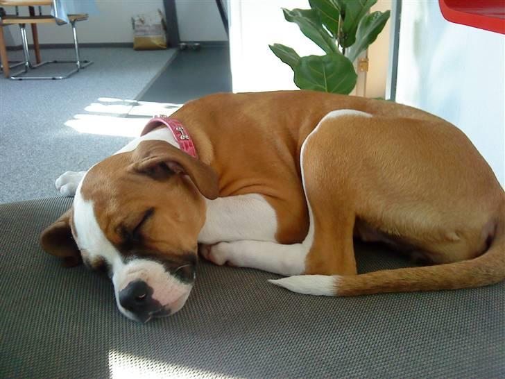 Amerikansk bulldog Bella - 13 uger billede 6