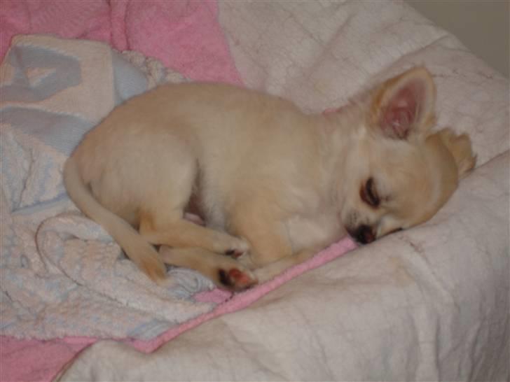 Chihuahua Sofus  - Sofus putter :-) billede 2