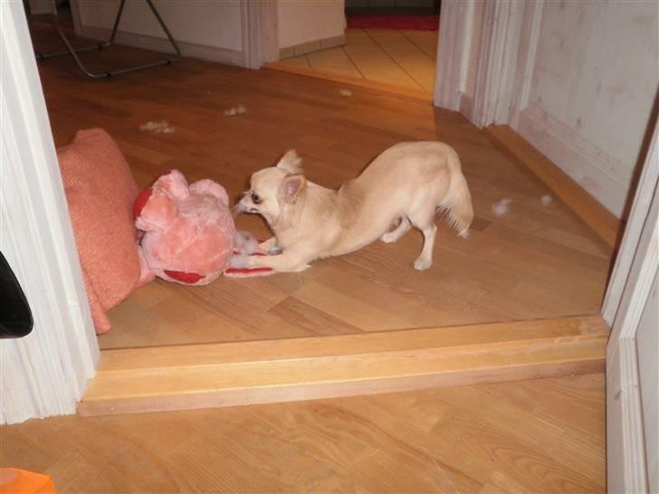Chihuahua Sofus  - Sofus har ødelagt sin gris og morer sig med at tage fyldet ud :-) jeg har dog syet den igen, da han ikke kunne undvære den  billede 3