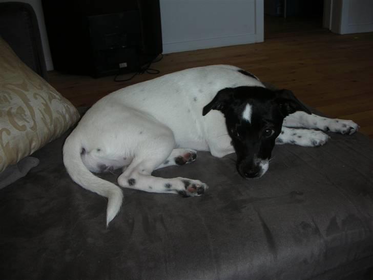 Dansk svensk gaardhund Mille - Her ligger jeg så og slapper af!! billede 7