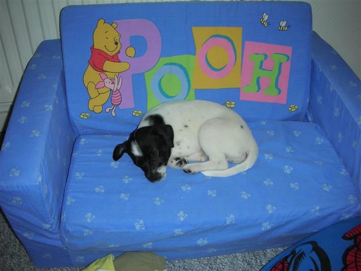 Dansk svensk gaardhund Mille - Første dag i mit nye hjem.. Uhh det er hårdt! Godt min "storerbror" har en blød sofa jeg kan putte i :D billede 13