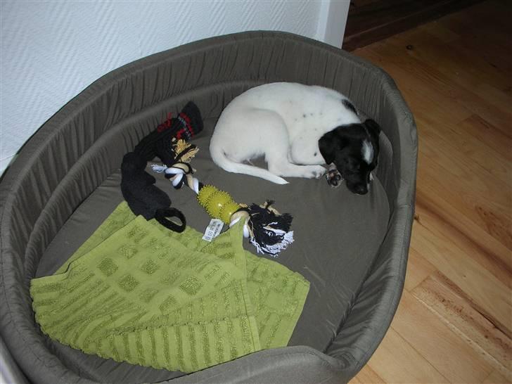 Dansk svensk gaardhund Mille - Nu ligger jeg og sover i min hundekurv!! Puha, det er hårdt at være hvalp..  billede 14