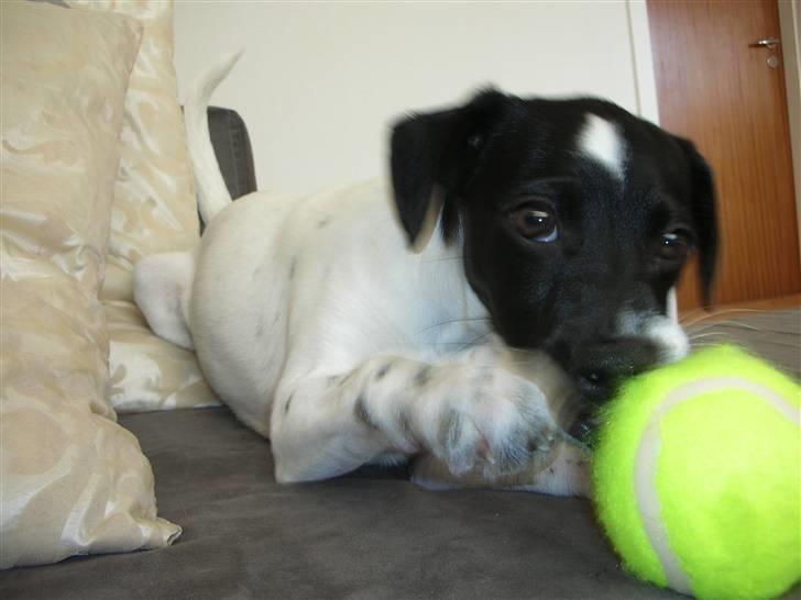 Dansk svensk gaardhund Mille - Den er bare SÅ farlig den her bold..... HAPS billede 8