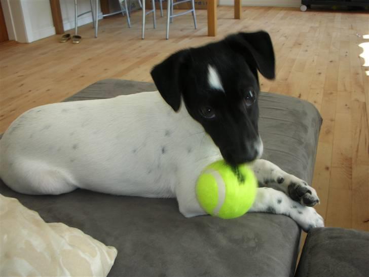 Dansk svensk gaardhund Mille - Mig og min bold... Elsker min bold! billede 9