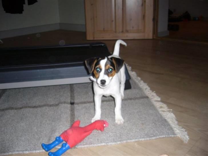 Jack russell terrier Chili billede 20