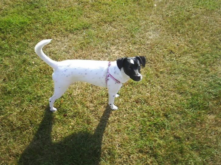 Dansk svensk gaardhund Mille billede 10