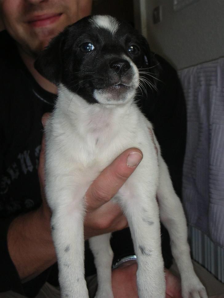 Dansk svensk gaardhund Mille billede 16