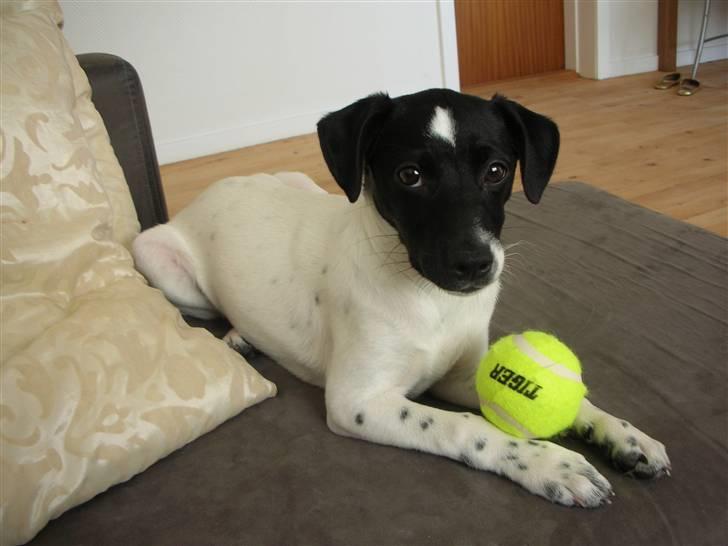 Dansk svensk gaardhund Mille billede 12