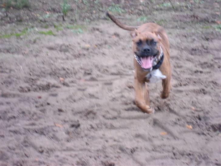 Boxer Bumle billede 11