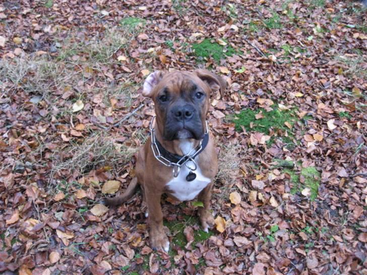 Boxer Bumle billede 12