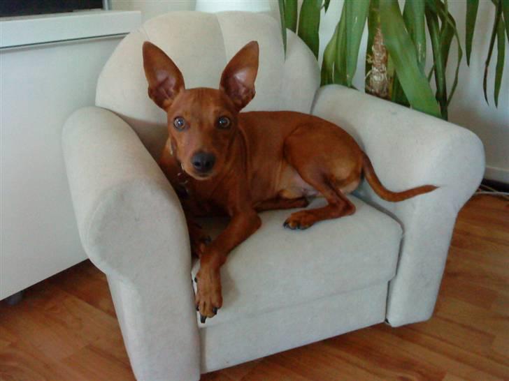 Dvaergpinscher Riki billede 1