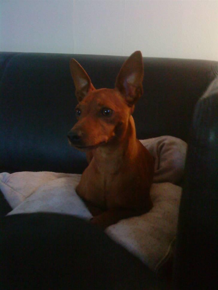Dvaergpinscher Riki billede 2